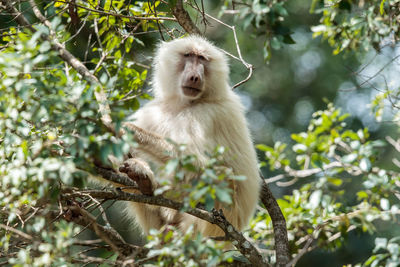 A leucistic olive baboon