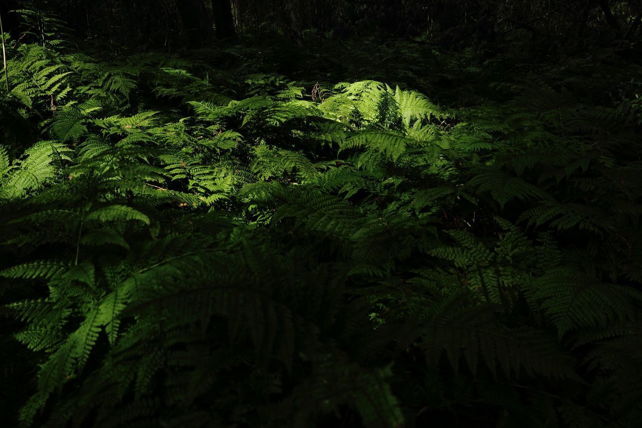VIEW OF FERN IN FOREST