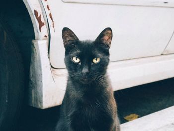 Close-up portrait of black cat by car