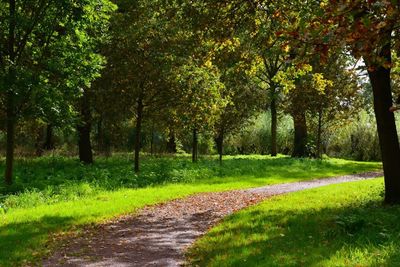 Footpath amidst trees