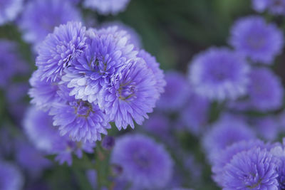 Close-up of purple flowering plants