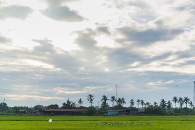 Scenic view of field against sky