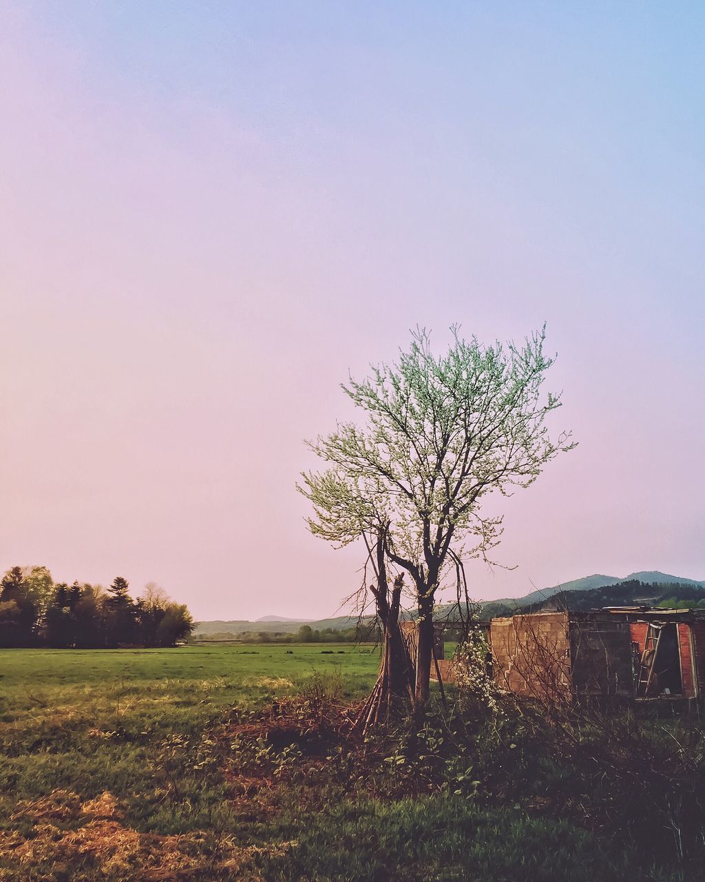 clear sky, tree, building exterior, built structure, field, architecture, landscape, copy space, house, grass, tranquility, tranquil scene, nature, growth, beauty in nature, scenics, rural scene, grassy, residential structure, outdoors