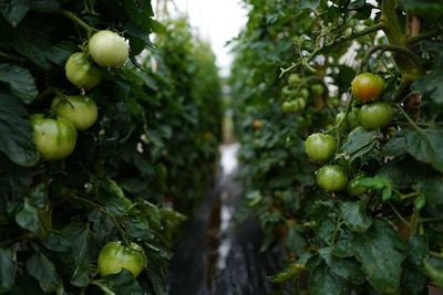 Close-up of grapes in vineyard