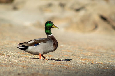 Side view of a bird on the land