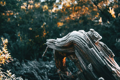 Close-up of dead tree trunk in forest