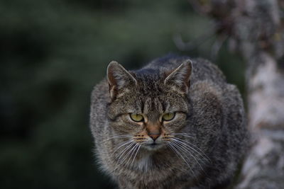 Portrait of cat outdoors