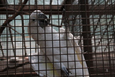 Portrait of monkey in cage