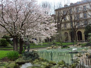 View of cherry blossom trees with building in background