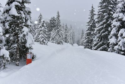 Snow covered land and trees against sky