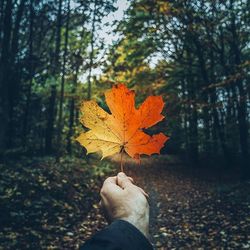 Maple leaves on tree