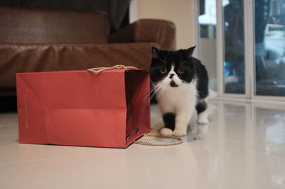 Portrait of cat in box