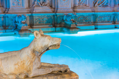 View of a buddha statue in swimming pool