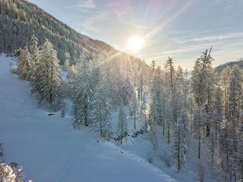 Pine trees on snowcapped mountains against sky