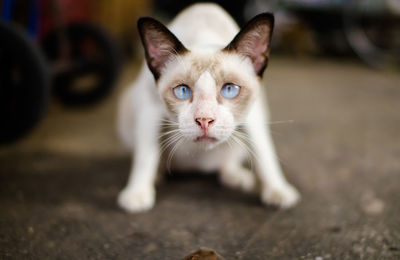 Close-up portrait of cat