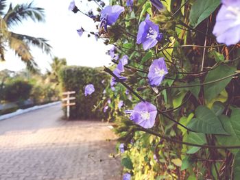 Close-up of fresh flowers blooming on tree