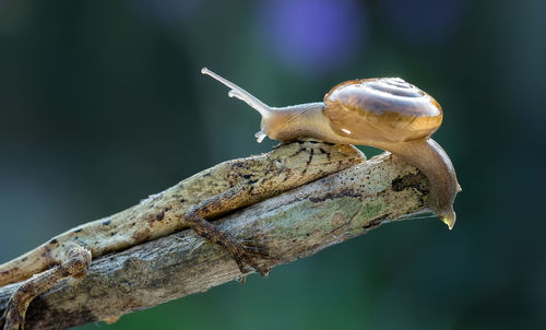 Close-up of snail on plant