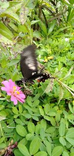 Close-up of butterfly on plant