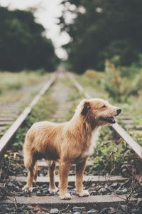 Side view of a dog standing on road