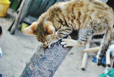 Close-up of cat