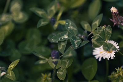 plant