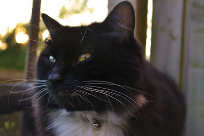 Close-up portrait of cat