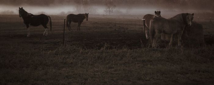 Horses on field during sunset