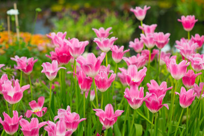 Close-up of pink flowering plants in field