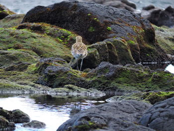 Close-up of iguana on rock against waterfall