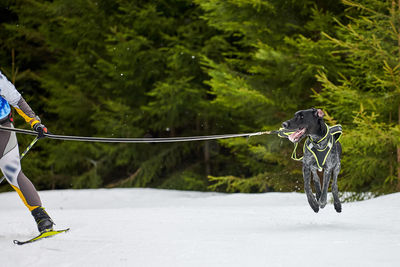 People skiing on umbrella against trees