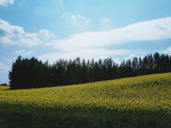 Scenic view of field against sky