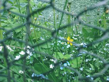 Close-up of yellow flowering plants