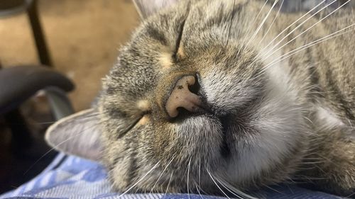 Close-up of a sleeping cat