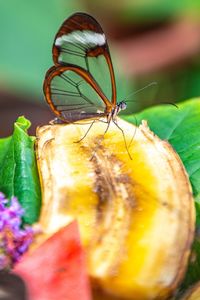 Close-up of butterfly on leaves