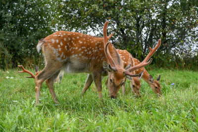 Deer standing on grassy field