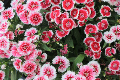 Full frame shot of red flowering plants