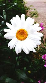 Close-up of white daisy blooming outdoors