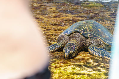 Close-up of turtle in sea