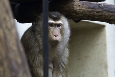 Portrait of monkey sitting outdoors