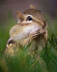 Close-up of squirrel on rock