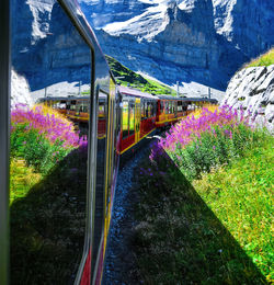 Purple flowering plants by mountains