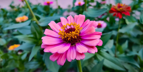 Close-up of pink flower