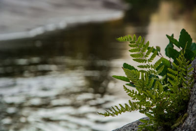 Close-up of leaves on tree branch