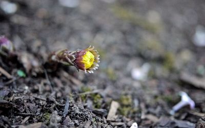 Butterfly flying over land