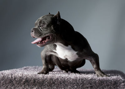 Dog looking away