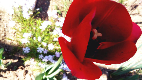 Close-up of red flower blooming on tree