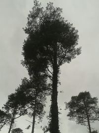 Low angle view of trees against sky