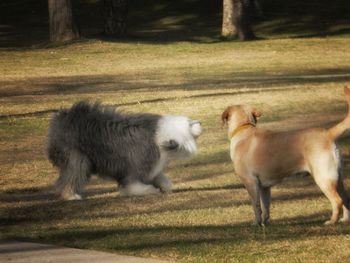 View of two dogs on field