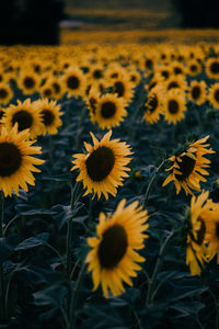 Close-up of sunflowers on field