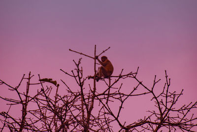 Low angle view of bird perching on branch against sky